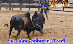 คลิปวัวชนย้อนหลัง ผลการชน ดุกด้างแซมงามยอดพยัคฆ์วันมีชัย (ดำตานี)  VS ลายงามเพชรวันมีชัย (ไข่ยาน)