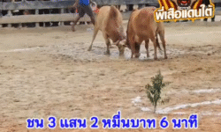 คลิปวัวชนย้อนหลัง ผลการชน ขาวจอมขวัญ (ลูกเบอร์)  VS แดงงามธนชัย (อ้ายแบงค์)