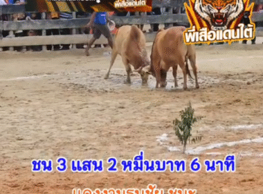 คลิปวัวชนย้อนหลัง ผลการชน ขาวจอมขวัญ (ลูกเบอร์) VS แดงงามธนชัย (อ้ายแบงค์)