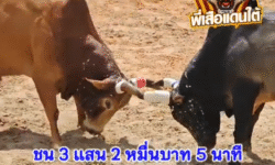 คลิปวัวชนย้อนหลัง ผลการชน โหนดหลังขาวสุดรักพิทักษ์นำชัย (ปูเป้)  VS แดงจันทน์ส่องหล้า