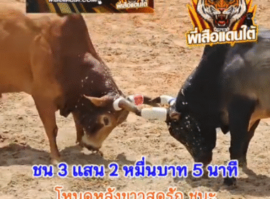 คลิปวัวชนย้อนหลัง ผลการชน โหนดหลังขาวสุดรักพิทักษ์นำชัย (ปูเป้)  VS แดงจันทน์ส่องหล้า
