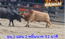 คลิปวัวชนย้อนหลัง ผลการชน ขาวงามราชสีห์  VS นิลเพชรเดชอรัญ (บังแบ)