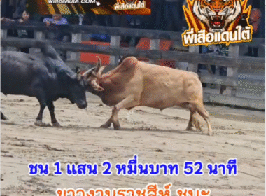 คลิปวัวชนย้อนหลัง ผลการชน ขาวงามราชสีห์  VS นิลเพชรเดชอรัญ (บังแบ)