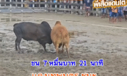คลิปวัวชนย้อนหลัง ผลการชน โหนดงามเพชรเอก (อ้ายโดเรเมี่ยน) VS แดงเทพบุตร (สุดรัก)