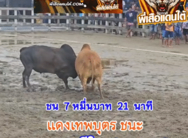 คลิปวัวชนย้อนหลัง ผลการชน โหนดงามเพชรเอก (อ้ายโดเรเมี่ยน) VS แดงเทพบุตร (สุดรัก)