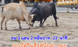 คลิปวัวชนย้อนหลัง ผลการชน ขาวอัศวินสิงห์นักล่า (ลูกต้อ) VS ดุกด้างก้องสยาม (โตโต้)