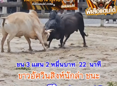 คลิปวัวชนย้อนหลัง ผลการชน ขาวอัศวินสิงห์นักล่า (ลูกต้อ) VS ดุกด้างก้องสยาม (โตโต้)