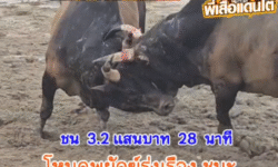 คลิปวัวชนย้อนหลัง ผลการชน โหนดเพชรโชคชัย VS โหนดพยัคฆ์รุ่งเรือง