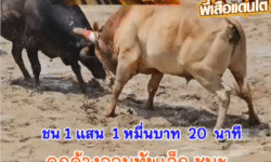 คลิปวัวชนย้อนหลัง ผลการชน ขาวงามทรัพย์ไพศาลตามรอยโป VS ดุกด้างจอมทัพเล็ก (ผีสิง)