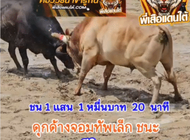 คลิปวัวชนย้อนหลัง ผลการชน ขาวงามทรัพย์ไพศาลตามรอยโป VS ดุกด้างจอมทัพเล็ก (ผีสิง)