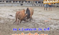 คลิปวัวชนย้อนหลัง ผลการชน แดงเก้าเจริญ (ไอ้เก้า) VS ลังสาดยอดยุทธการจักร (อ้ายกระบี่)
