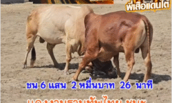 คลิปวัวชนย้อนหลัง ผลการชน แดงงามฐานทัพไทย (ท่านแสน) VS ขาวงามเพชรพระอุมา (สุดรัก)