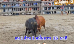 คลิปวัวชนย้อนหลัง ผลการชน โหนดหลังขาวเก้าอัศวินยอดพิชิตชัย (หมูบิน) VS แดงเพชรนำชัย