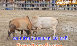 คลิปวัวชนย้อนหลัง ผลการชน ขาวงามคาบสมุทร (สุดสาคร) VS ลังสาดดีเซลเล็ก (ท่านกุบ)