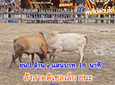 คลิปวัวชนย้อนหลัง ผลการชน ขาวงามคาบสมุทร (สุดสาคร) VS ลังสาดดีเซลเล็ก (ท่านกุบ)