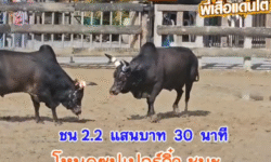 คลิปวัวชนย้อนหลัง ผลการชน โหนดซุปเปอร์จิ๋ว (อ้ายแกละ) VS โหนดเหลี่ยมพยัคฆ์