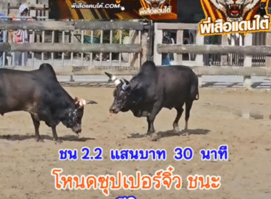คลิปวัวชนย้อนหลัง ผลการชน โหนดซุปเปอร์จิ๋ว (อ้ายแกละ) VS โหนดเหลี่ยมพยัคฆ์
