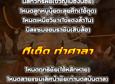 ทีเด็ดวัวชน วันที่24/07/68 สนามชนโคท่ามิหรำ-ท่าศาลา