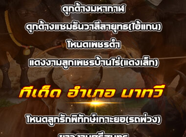 ทีเด็ดวัวชน วันที่14/07/68 สนามชนโคบ้านเสาธง -อำเภอนาทวี