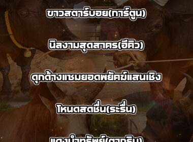 ทีเด็ดวัวชน วันที่22/07/68 สนามชนโคท่ามิหรำ