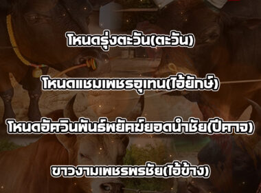 ทีเด็ดวัวชน วันที่31/07/68 สนามชนโคหนองบัวใหญ่
