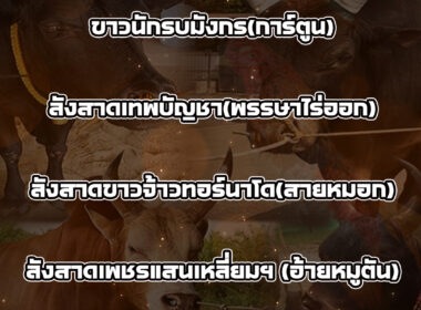 ทีเด็ดวัวชน วันที่07/07/68 สนามชนโคนครตรัง