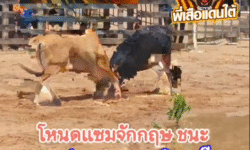 คลิปวัวชนย้อนหลัง ผลการชน โคขาวซุปเปอร์จิ๋วยอดเด็ดเพชรมีชัย (ลูกเกราะ) VS โหนดแซมจักรกฤษ