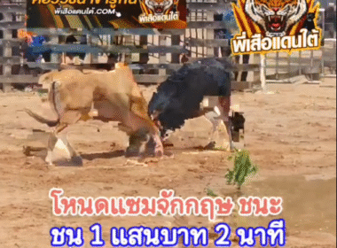 คลิปวัวชนย้อนหลัง ผลการชน โคขาวซุปเปอร์จิ๋วยอดเด็ดเพชรมีชัย (ลูกเกราะ) VS โหนดแซมจักรกฤษ