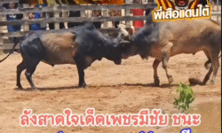 คลิปวัวชนย้อนหลัง ผลการชน โคโหนดพเนจร (สายัญฑ์) VS โคลังสาดใจเด็ดเพชรมีชัย (มงคล)