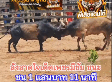 คลิปวัวชนย้อนหลัง ผลการชน โคโหนดพเนจร (สายัญฑ์) VS โคลังสาดใจเด็ดเพชรมีชัย (มงคล)