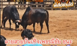 คลิปวัวชนย้อนหลัง ผลการชน โคลายสายบรรรเทิงฟ้ามีชัย VS โคลังสาดเอกราชทายาทวันมีชัย (ภาค2)