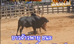 คลิปวัวชนย้อนหลัง ผลการชน โคนิลแซมอัศวิน้อยรร้อยบุปษ (ลูกแซม) VS โคขาวงามทอร์นาโด (เจ้าพายุ)