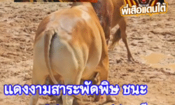 คลิปวัวชนย้อนหลัง ผลการชน แดงสารวัตร (กองปราบ) VS ลายประกายแก้ว