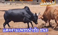 คลิปวัวชนย้อนหลัง ผลการชน นิลงามพิชิตชัยยอดแสนดี VS แดงงามเพชรนำชัย