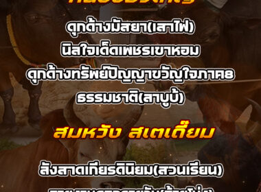 ทีเด็ดวัวชน วันที่28/08/68 สนามชนโคสมหวัง-หนองบัวใหญ่