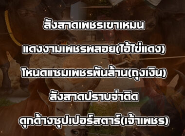 ทีเด็ดวัวชน วันที่19/08/68 สนามชนโคทุ่งสง ซิตี้