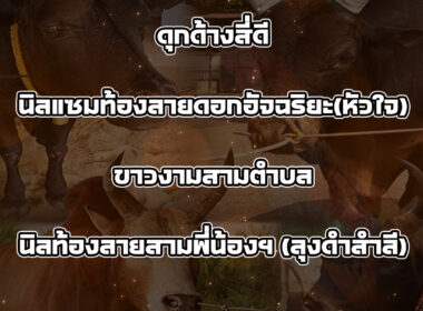 ทีเด็ดวัวชน วันที่06/08/68 สนามชนโคนครตรัง