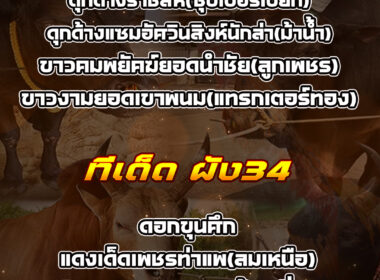 ทีเด็ดวัวชน วันที่14/08/68 สนามชนโคบ้านผัง34-เสาธง