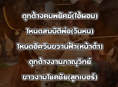 ทีเด็ดวัวชน วันที่18/08/68 สนามชนโคบ้านระโนด