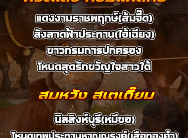 ทีเด็ดวัวชน วันที่26/08/68 สนามชนโคสมหวัง-พระแสง