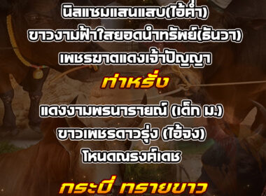 ทีเด็ดวัวชน วันที่24/08/68 สนามชนโคบ้านท่าหรั่ง-กระบี่-ทรายขาว