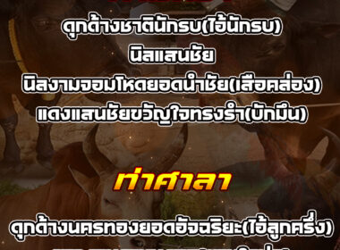 ทีเด็ดวัวชน วันที่22/08/68 สนามชนโคบ้านท่ามิหรำ-ท่าศาลา
