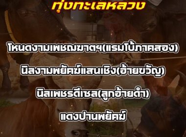 ทีเด็ดวัวชน วันที่29/08/68 สนามชนโคทุ่งทะเลหลวง