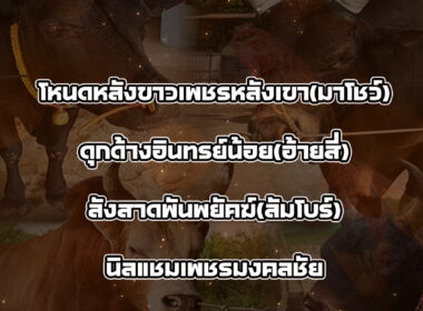 ทีเด็ดวัวชน วันที่01/09/68 สนามชนโคบ้านหยีใน