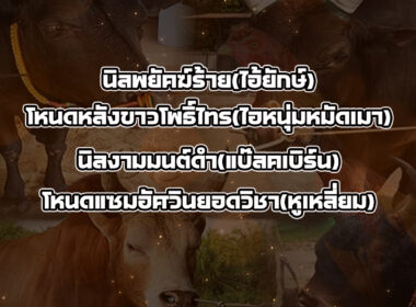 ทีเด็ดวัวชน วันที่18/09/68 สนามชนโคบ้านบางกล่ำ