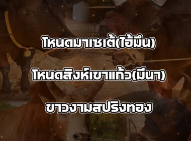 ทีเด็ดวัวชน วันที่08/09/68 สนามชนโคบ้านเขาแก้ว