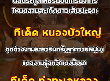 ทีเด็ดวัวชน วันที่28/09/68 สนามชนโคนานาชาติ-สนามหนองบัวใหญ่-ทุ่งทะเลหลวง