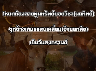ทีเด็ดวัวชน วันที่11/09/68 สนามชนโคบ้านบ่อล้อ