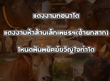 ทีเด็ดวัวชน วันที่24/09/68 สนามชนโคท่ามิหรำ