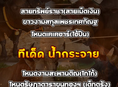 ทีเด็ดวัวชน วันที่13/09/68 สนามชนโคบ้านเสาธง-บ้านน้ำกระจาย